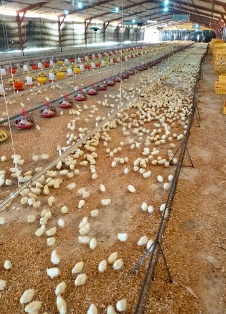 granja-gallinas