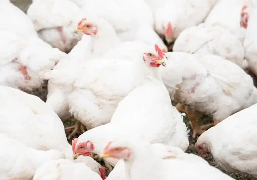 gallinas-blancas